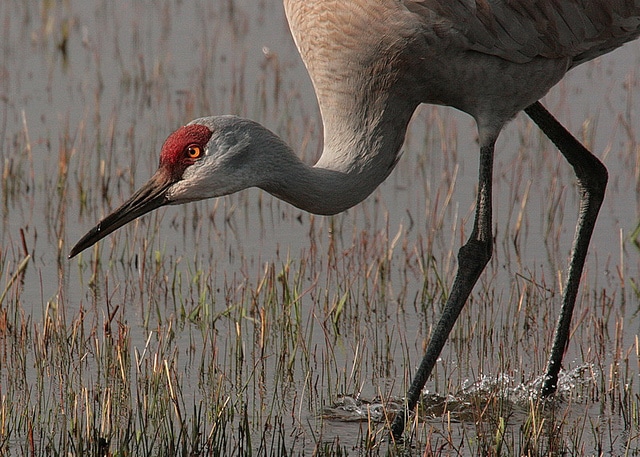 A greater sandhill crane feeds in the wetlands at Malheur National Wildlife Refuge. More than 200 pairs of sandhills nest on the refuge each year. They begin arriving in Feburary/March and are reclusive when they begin nesting. But they can be seen in their nesting territories from late June until the crane colts fledge in September. Credit: Roger Baker