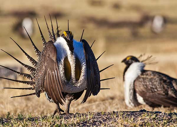 Sage Grouse. Photos by Bob Wick, BLM