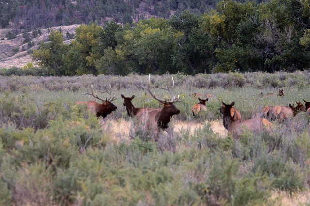 Elk in Shrub