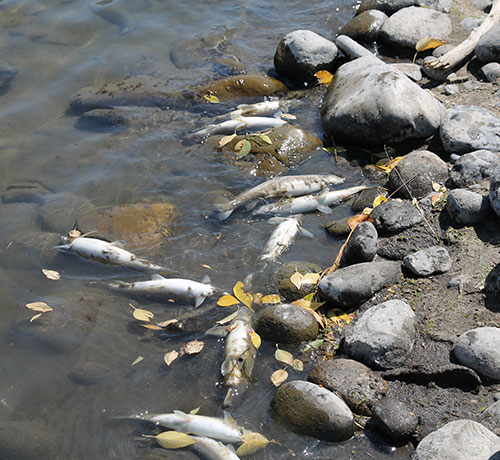 Yellowstone River Fish Kill