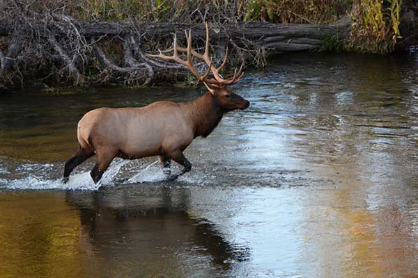 Elk in water - David Stalling