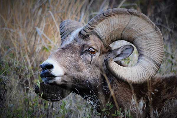 Bighorn Sheep