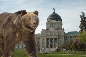 Capitol Griz