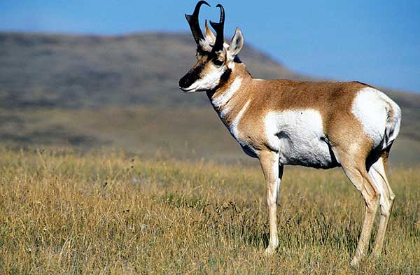 800px-CMR_Pronghorn_USFWS