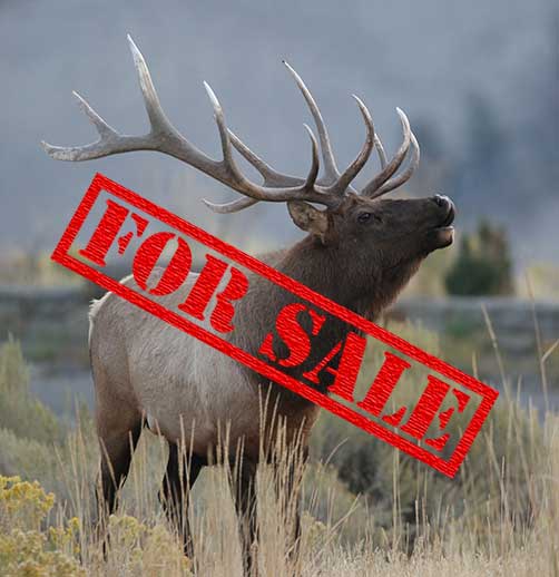 elk-for-sale