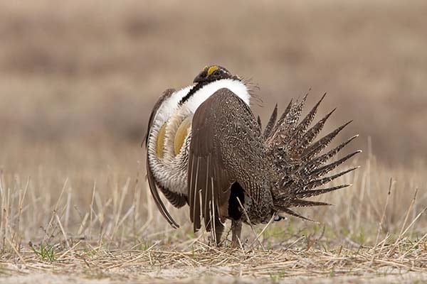 Sage Grouse