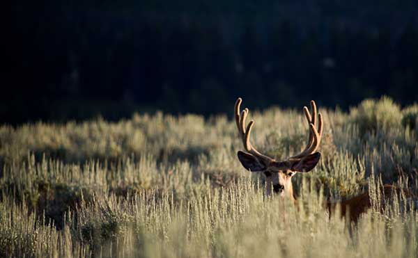 Easements Benefit Agriculture And Wildlife - Montana Wildlife Federation