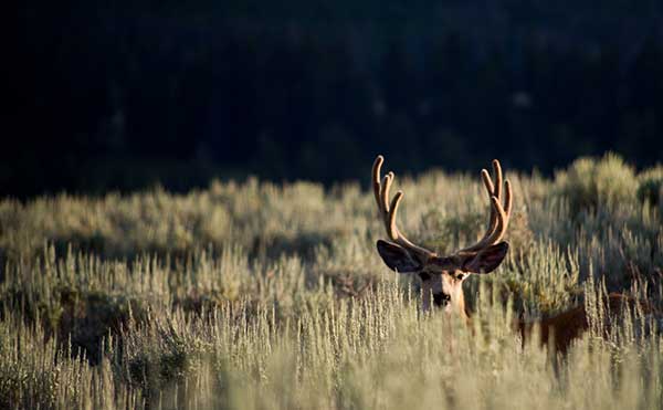 Mule Deer on Montana Ranch CC by Scott Akerman