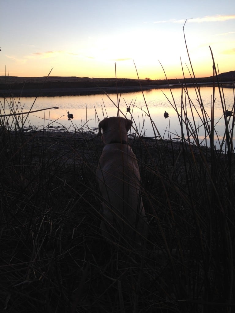 waterfowl sunrise