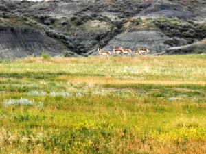 Pronghorn Antelope roaming in the Horse Creek Easement