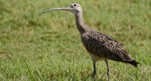 Long billed curlew.512x275.RobertBurton.FWS