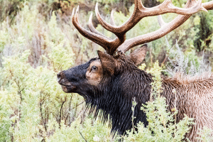 ELK blog