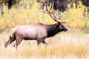 Elk