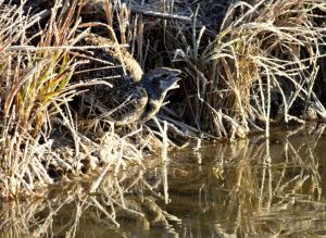 https://www.flickr.com/photos/usfwsmtnprairie/