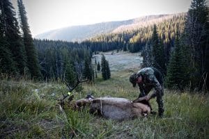 Bull Harvest