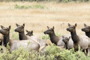 ELK HERD WEB