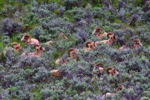 Big Horns Gros Ventre