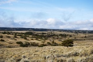 cheatgrass