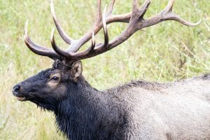 ELK