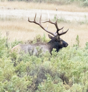 elk3