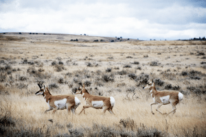 CusterNationalForest EasternMT 2019043