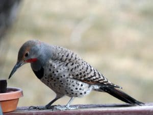 Northern flicker at water dish