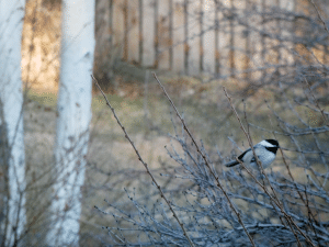 black capped chickadee on Nanking cherry