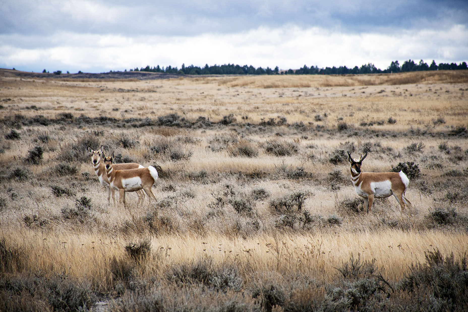 Lewistown Resource Management Plan Threatens Wildlife, Outdoor ...