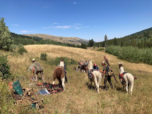 Crew members loading metal posts on the llamas panniers and barbed wire onto individuals packs Photos by Kit Fischer and Ilona Wilde